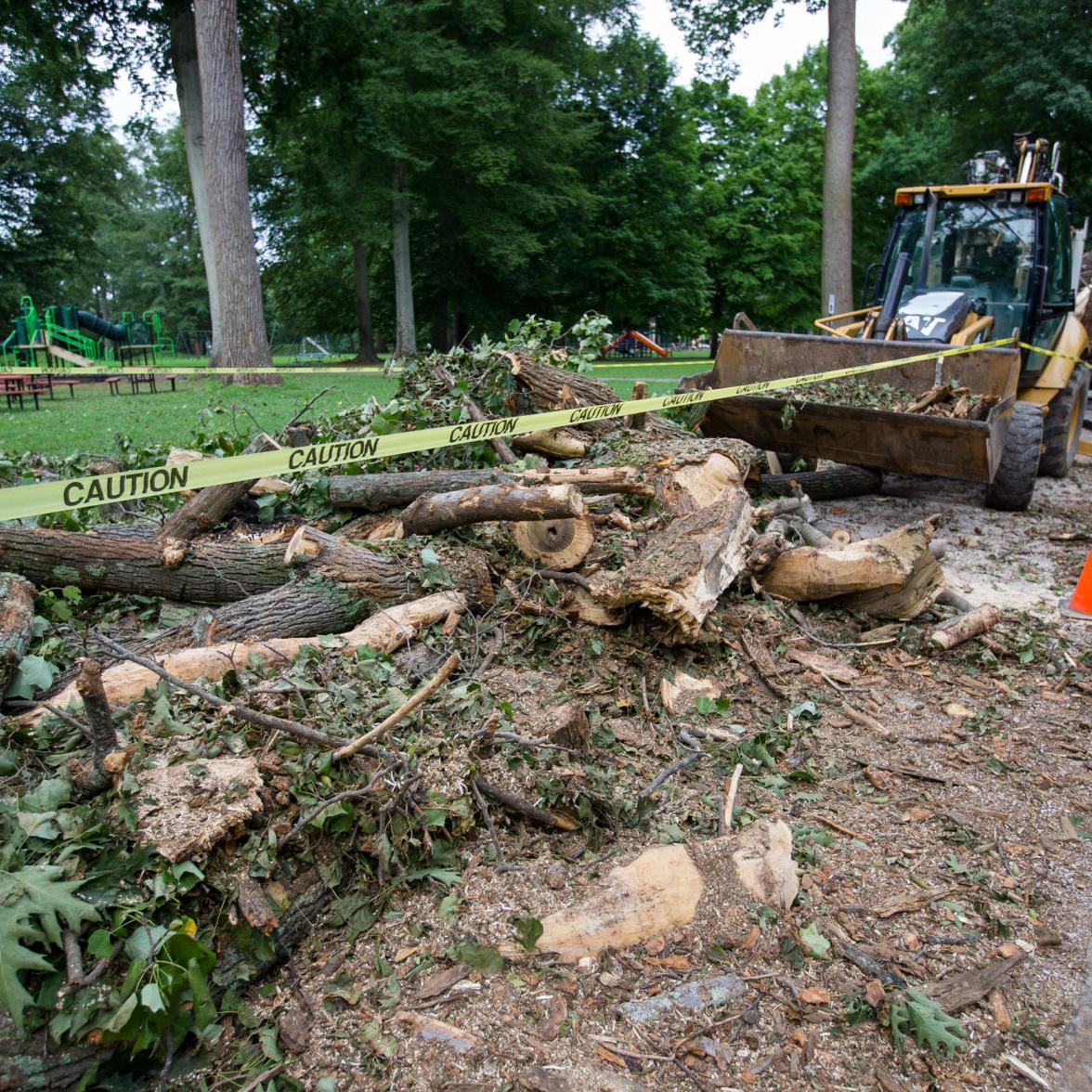 Storms down large tree in Ashland's Central Park
